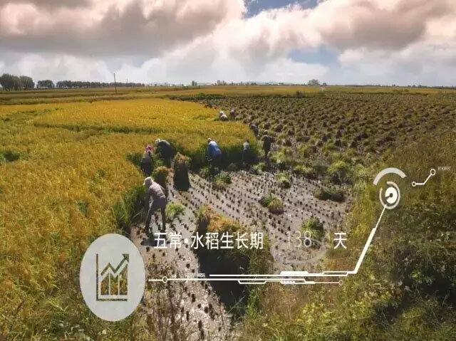 水稻在五常的生长条件
