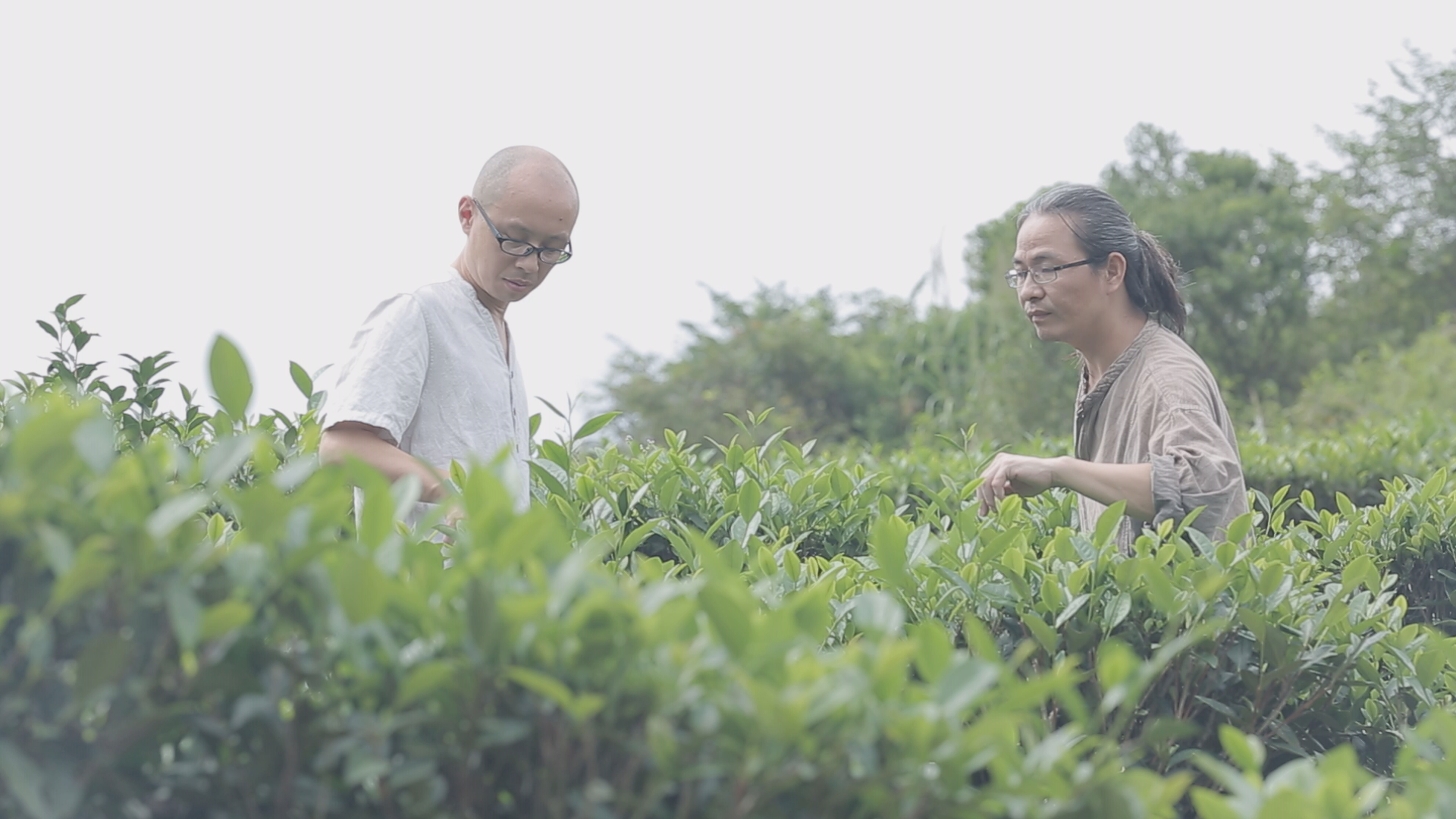 茶香记创始人之一的陈钢与茶农交流