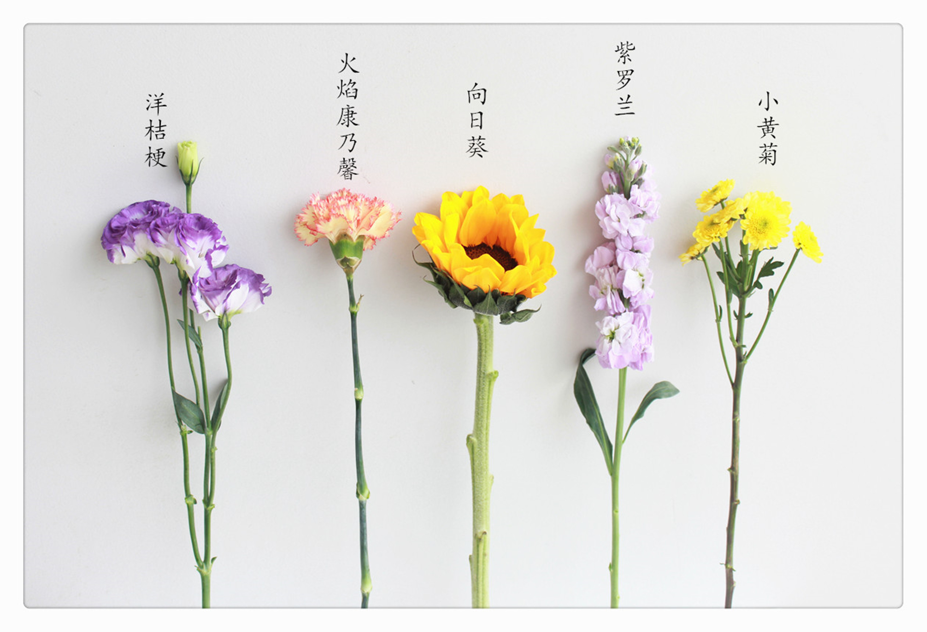 鲜花按月订购_成都订购鲜花_订购鲜花 沈阳大东