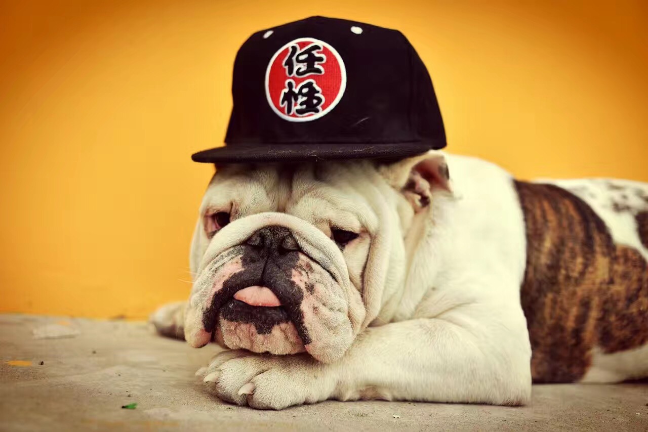 任召宾的另一只爱犬——大猪