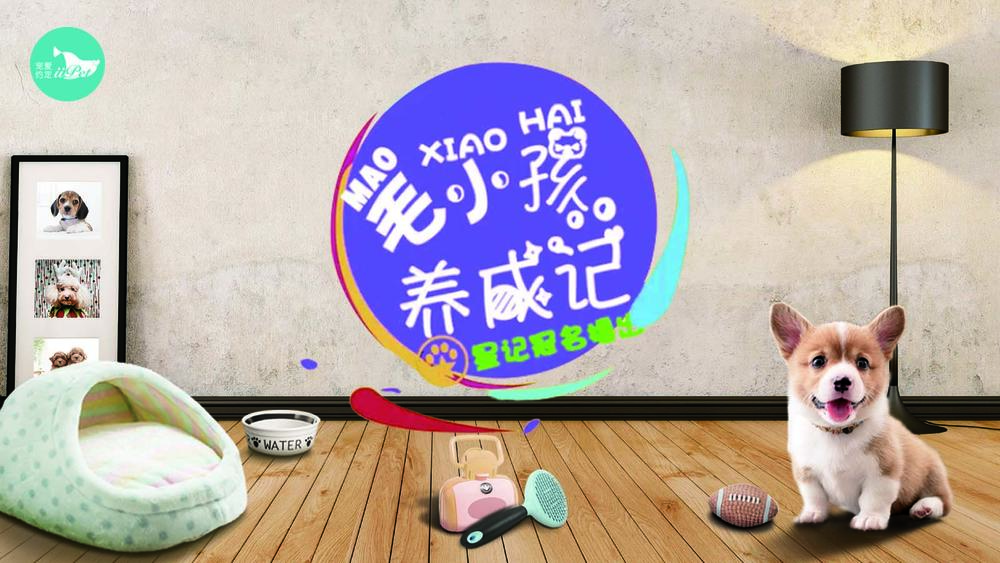 团队自己制作的节目