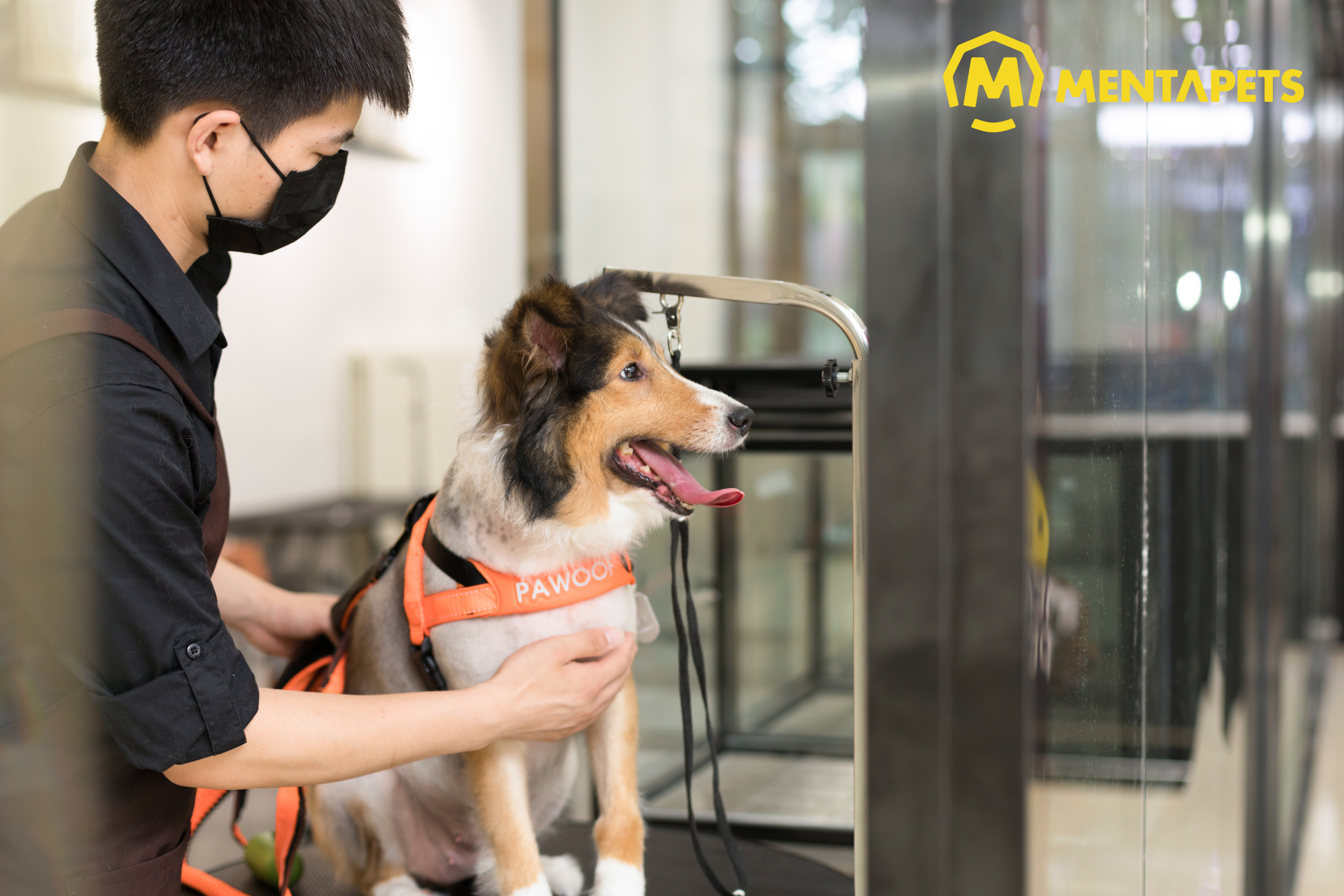 首发资深猫奴开711版潮牌宠物连锁店以服务带动零售半年签20家店