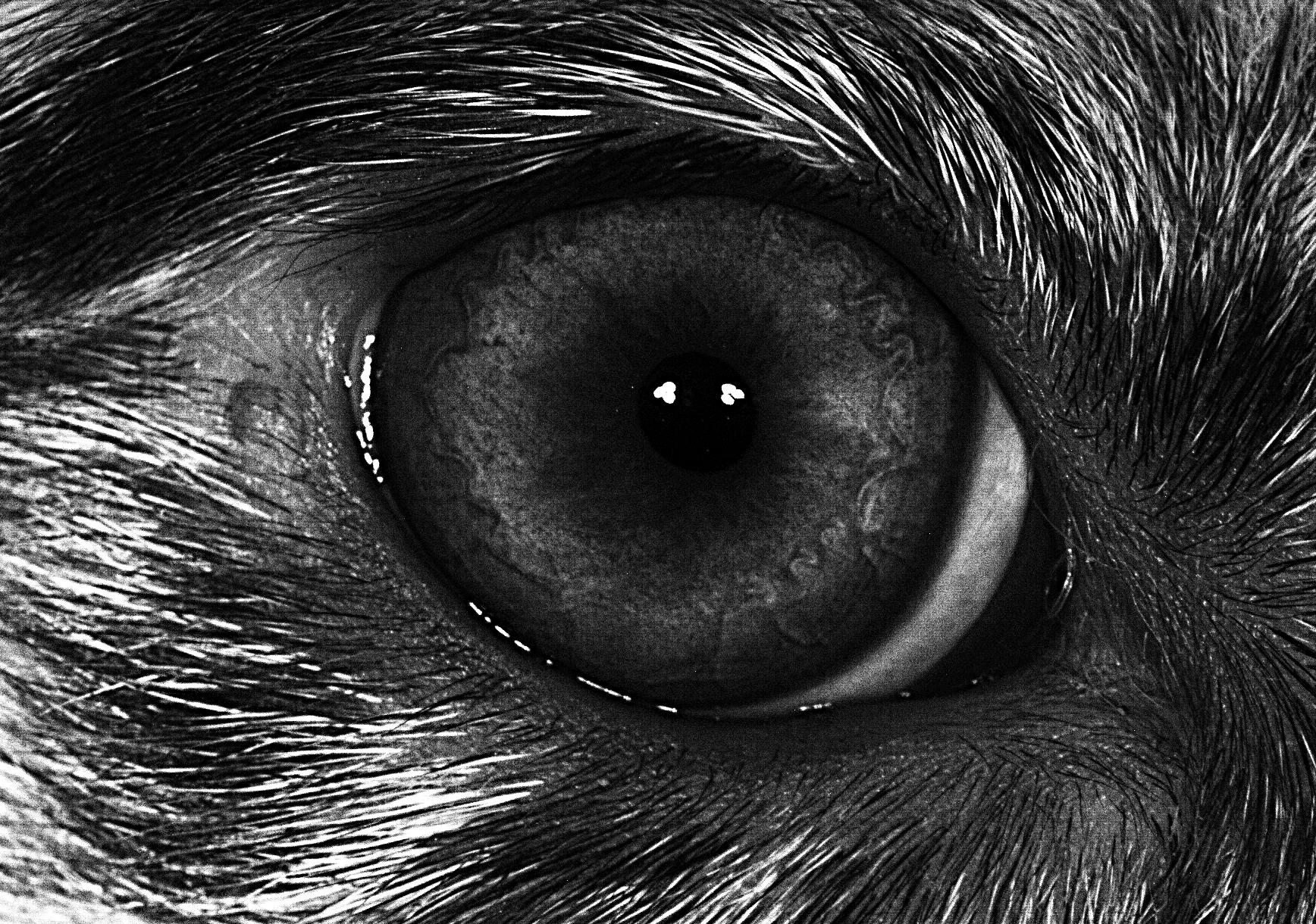 独家| 留美经济学硕士竟为狗狗做虹膜识别 准确率95%获投200万