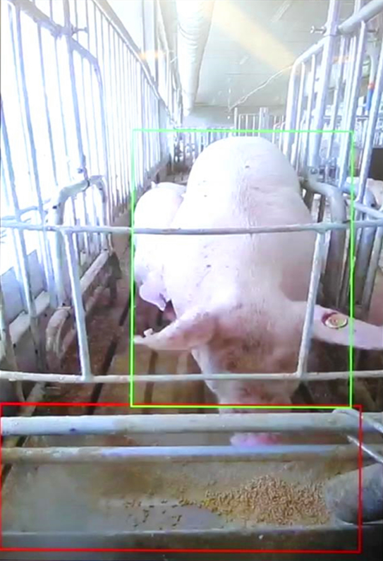 京东数科的摄像头已经认出了猪脸 图源：京东数科